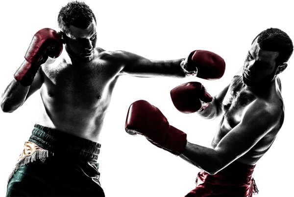 Боксер на белом фоне