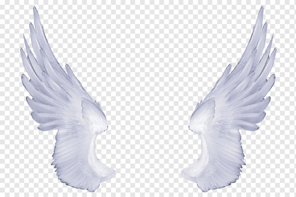 Крылья на прозрачном фоне