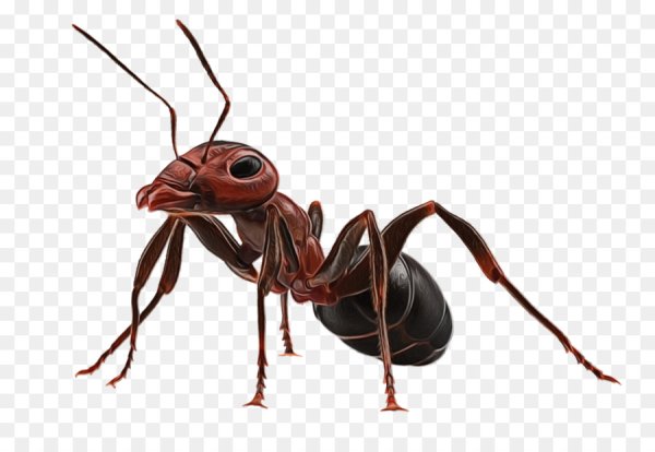 Муравей на белом фоне