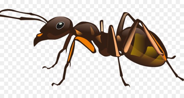 Муравей для детей