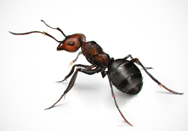 Фон для презентации муравьи