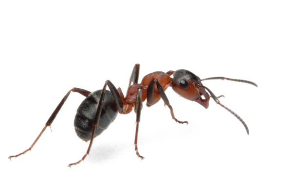 Муравей референсы