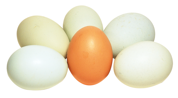 Яйцо куриное на белом фоне