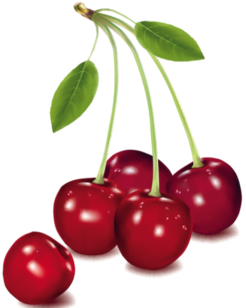 Вишня вектор