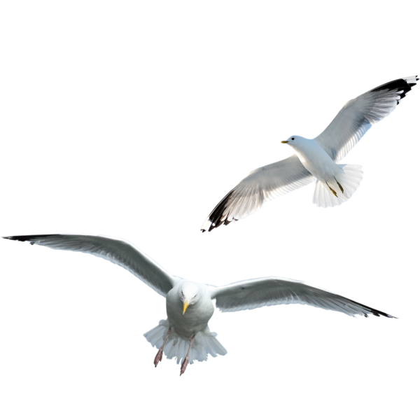 Чайки на белом фоне