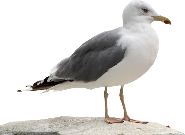 Морские птицы на белом фоне