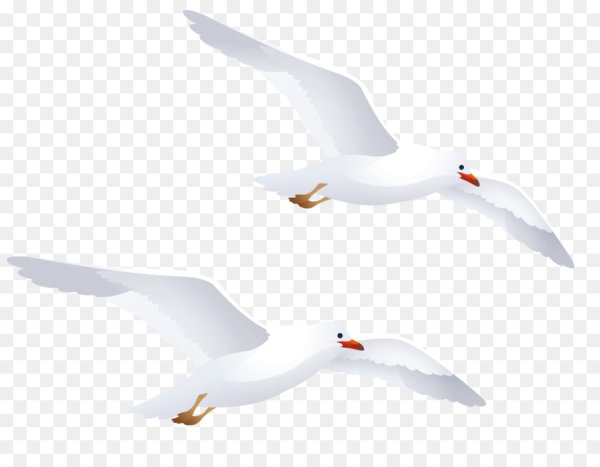 Морские птицы на прозрачном фоне