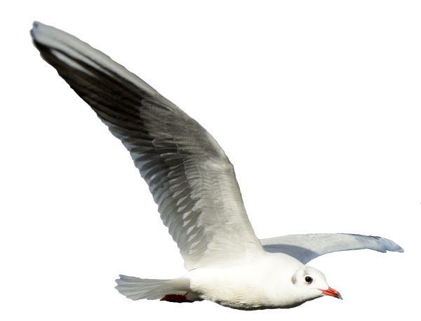 Чайки на белом фоне