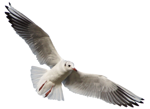 Чайки на прозрачном фоне