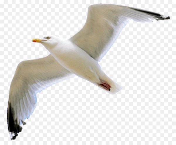 Чайки на белом фоне