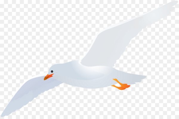 Чайка без фона