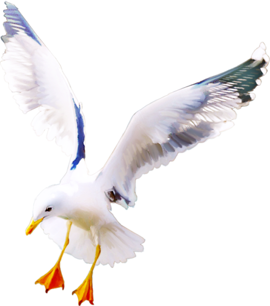 Чайка на прозрачном фоне