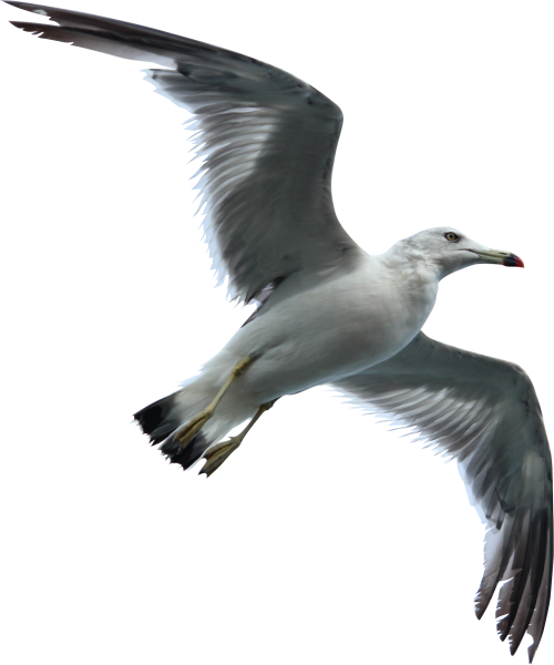 Морские птицы на прозрачном фоне