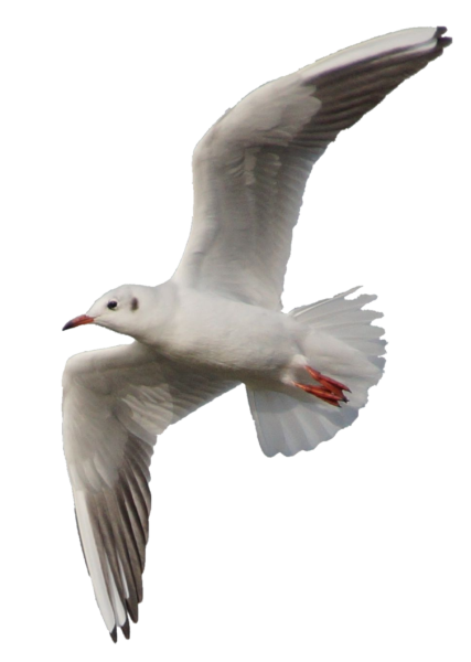 Чайка на прозрачном фоне