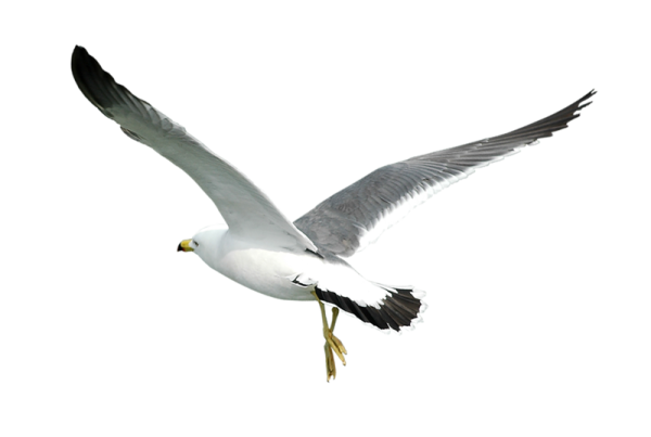 Чайка на белом фоне