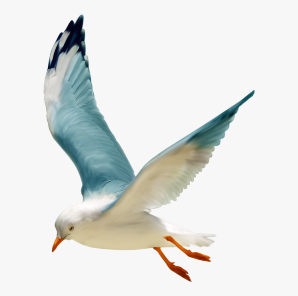 Чайка в полете