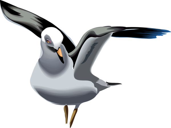 Морские птицы на прозрачном фоне