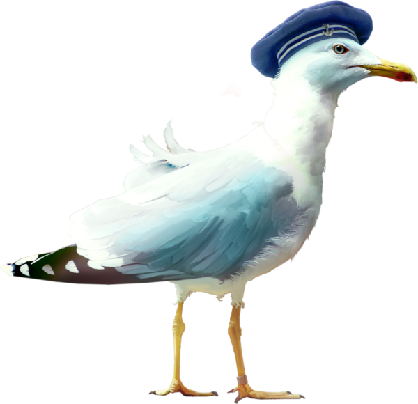 Морские птицы на прозрачном фоне