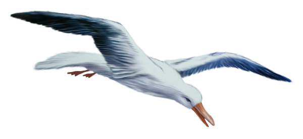 Альбатрос на белом фоне