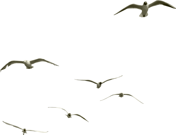 Чайки для фотошопа на прозрачном фоне