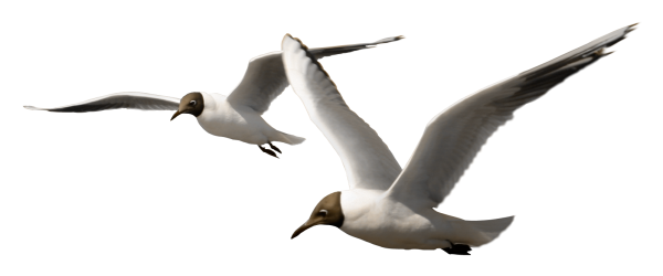 Морские птицы на прозрачном фоне