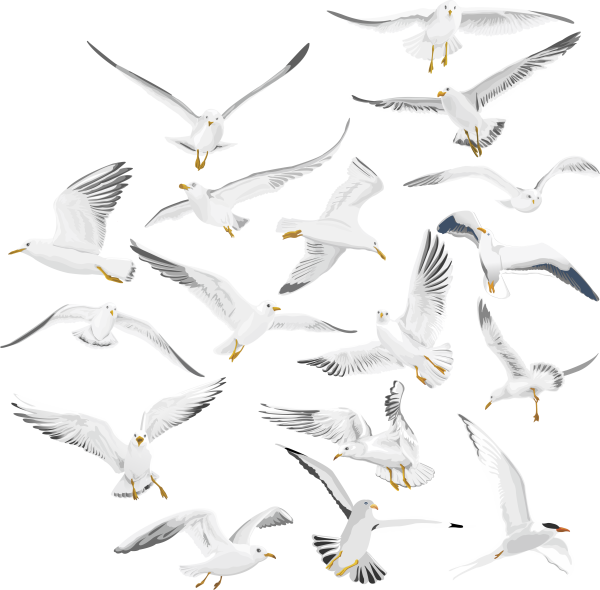 Птицы на прозрачном фоне для фотошопа