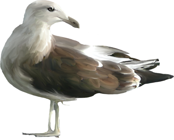 Альбатрос на белом фоне