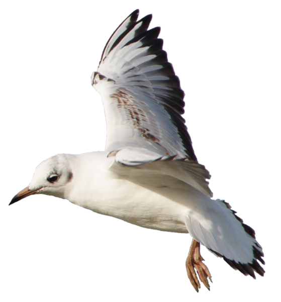 Морские птицы на прозрачном фоне