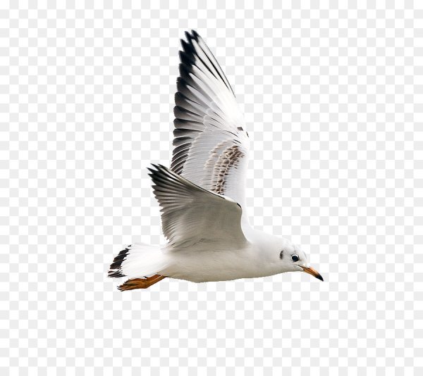 Чайки без фона