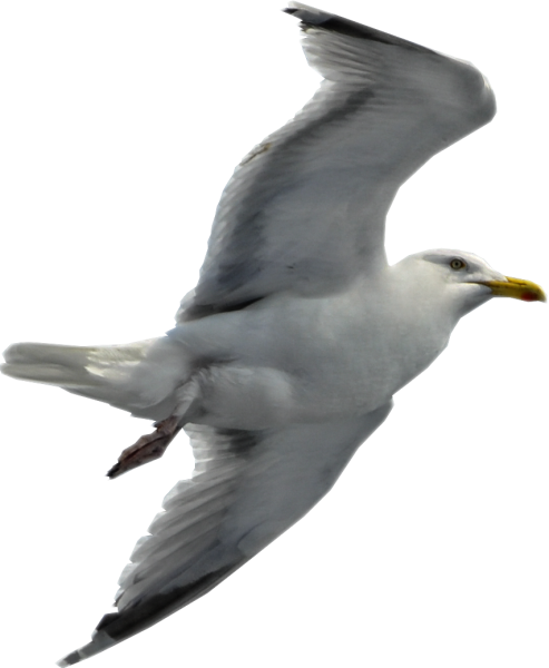 Морские птицы на прозрачном фоне