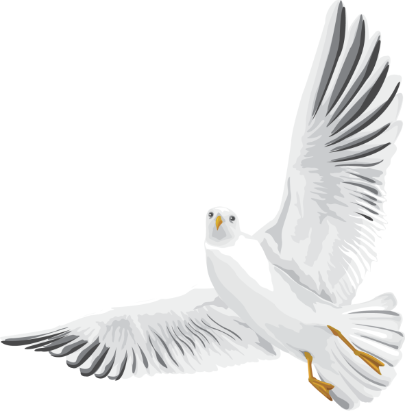 Летающие птицы на белом фоне