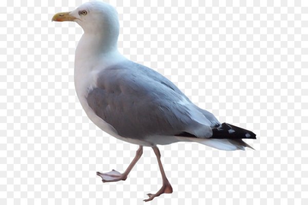 Морская Чайка на белом фоне