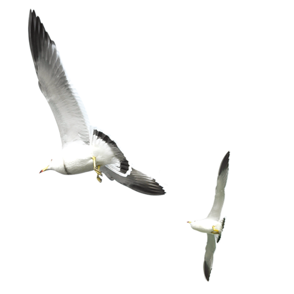Чаек на прозрачном фоне