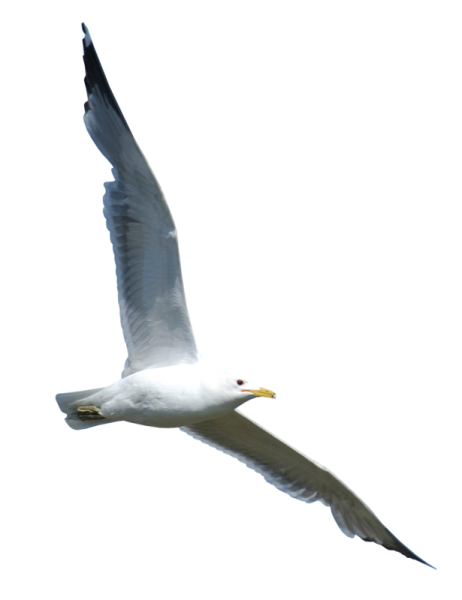 Чайки на белом фоне