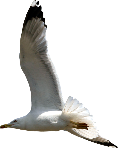 Морские птицы на прозрачном фоне