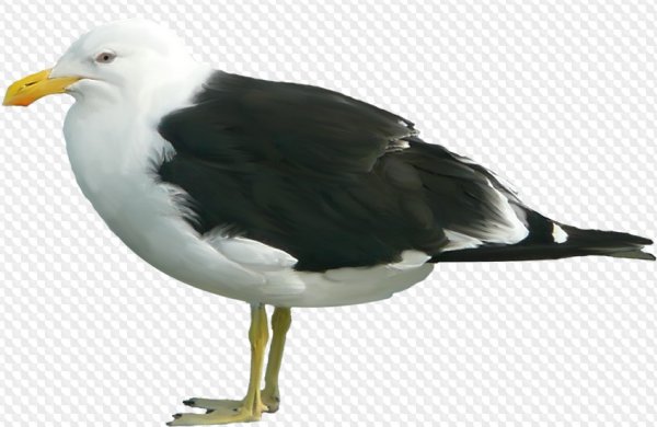 Альбатрос на белом фоне