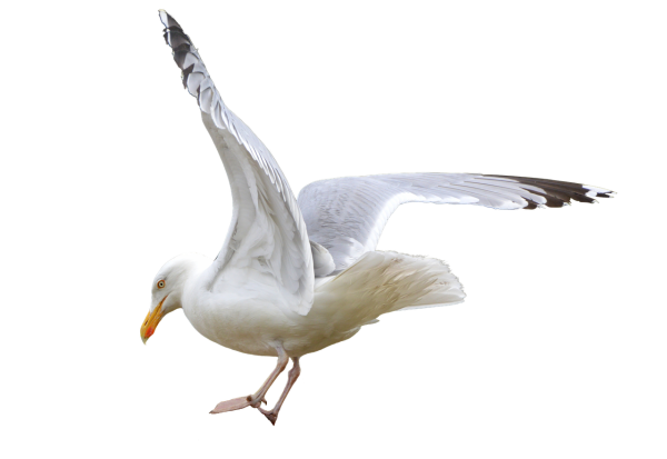 Чайка птица