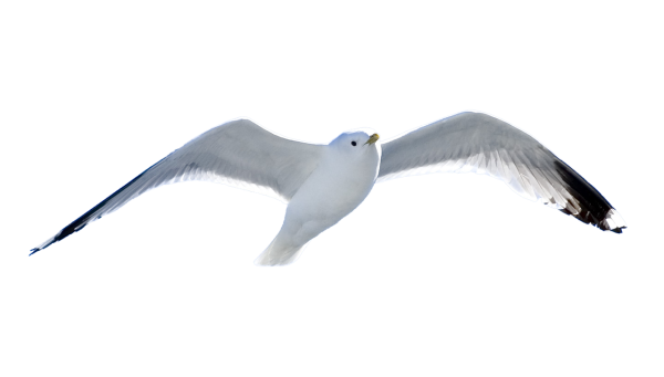 Морские птицы на прозрачном фоне