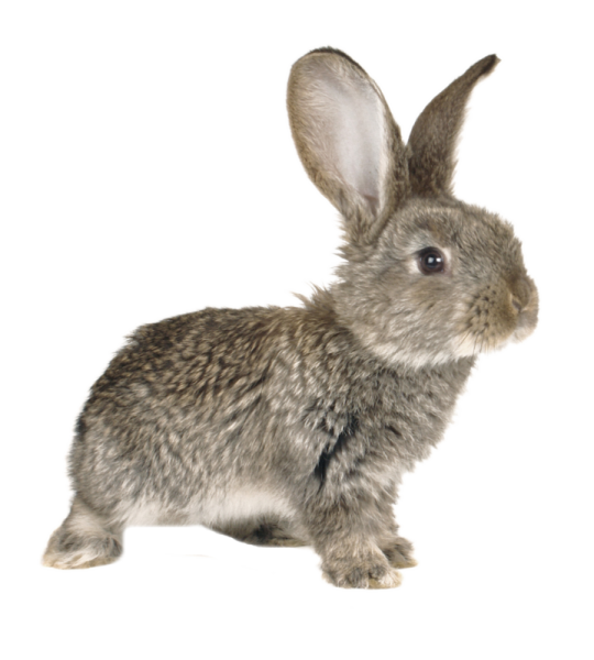 Зайчонок на белом фоне
