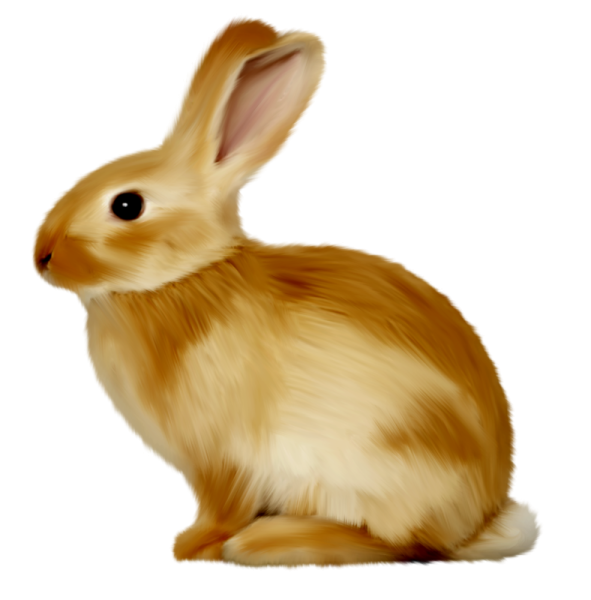 Рэббит заяц