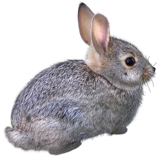 Зайчонок на белом фоне