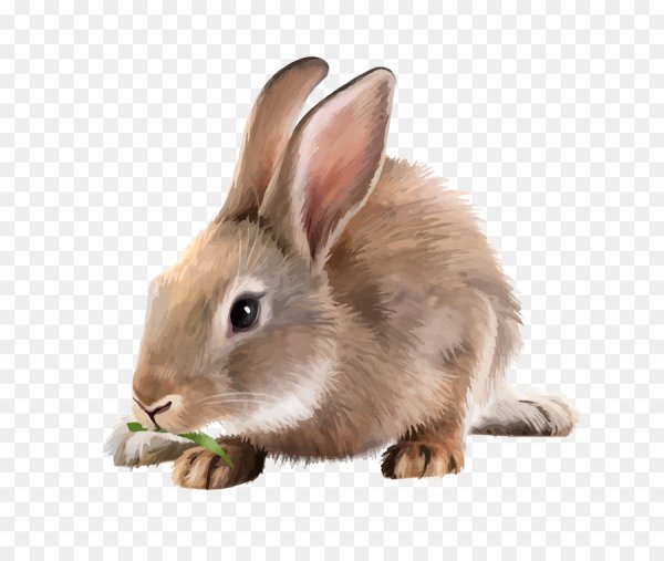 Кролик для детей