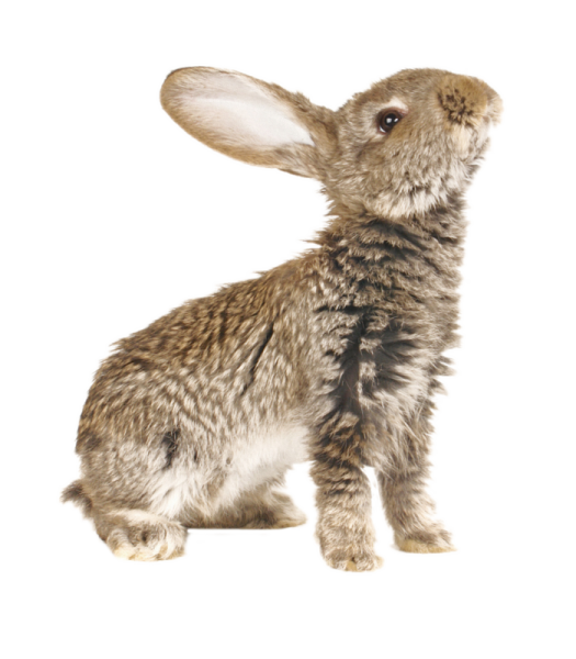 Зайчонок на белом фоне