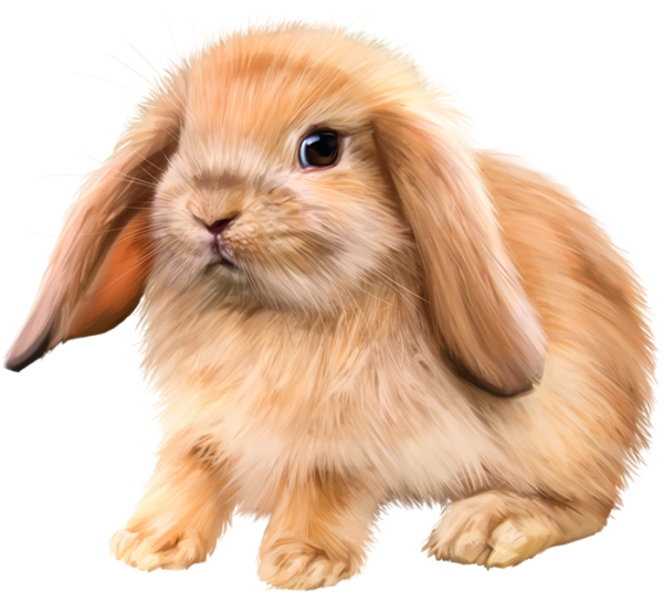 Изображение кролика для детей