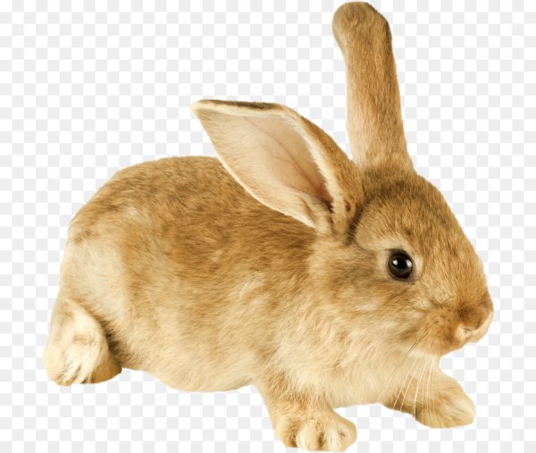 Кролик на белом фоне