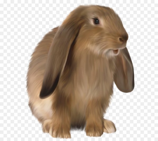 Кролик на прозрачном фоне