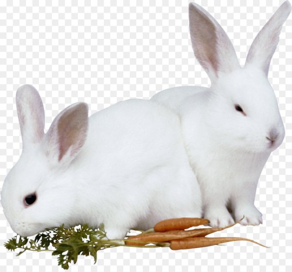 Кролик карточки для детей