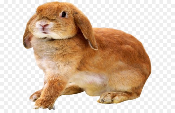Кролик на прозрачном фоне