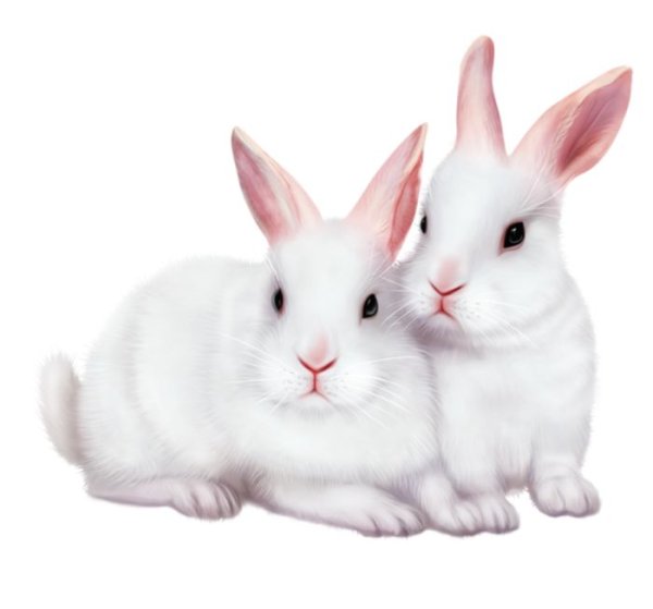 Белый кролик на прозрачном фоне