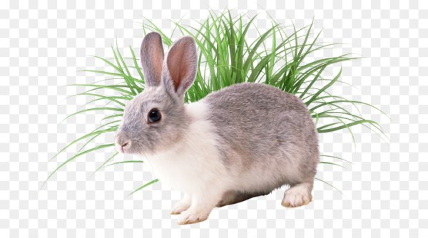 Животные на прозрачном фоне